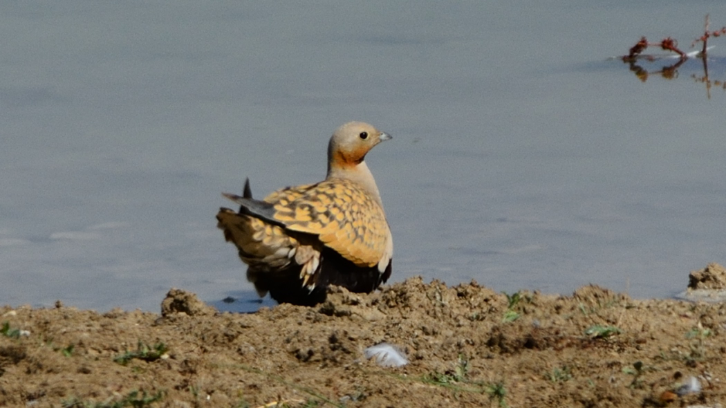 Black-bellied Sandgrouse