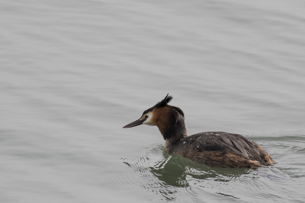 Great Crested Grebe