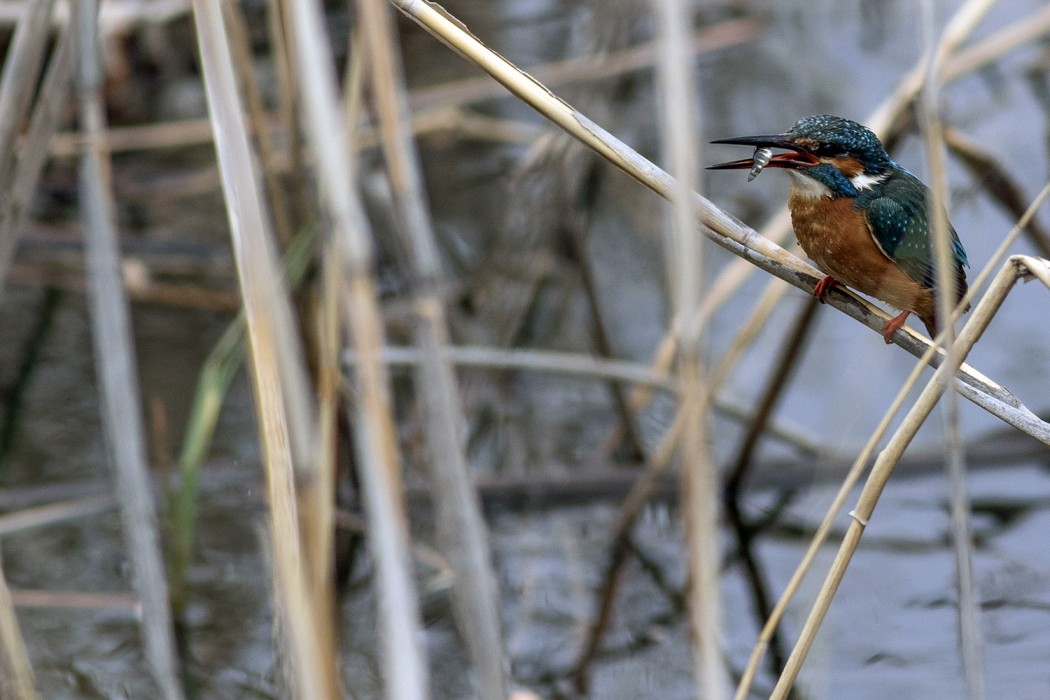Common Kingfisher