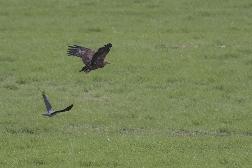 Lesser Spotted Eagle