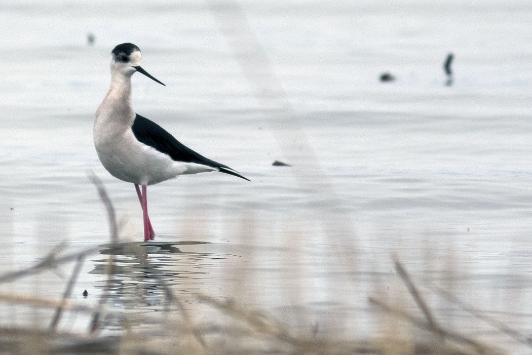 Black-winged Stilt