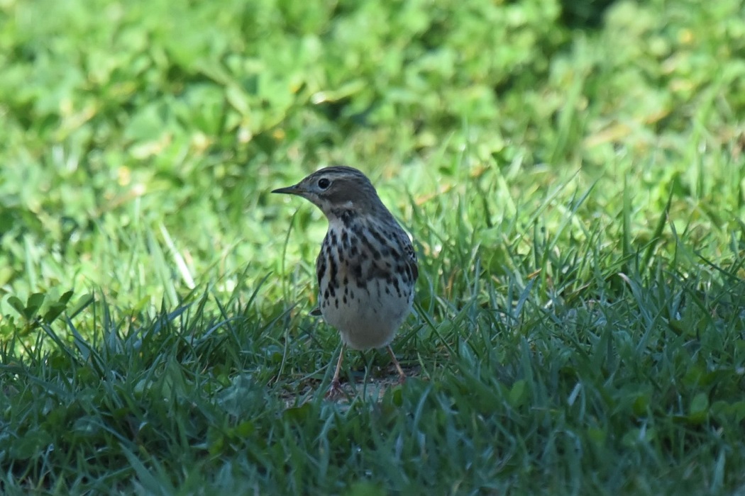 Red-throated Pipit