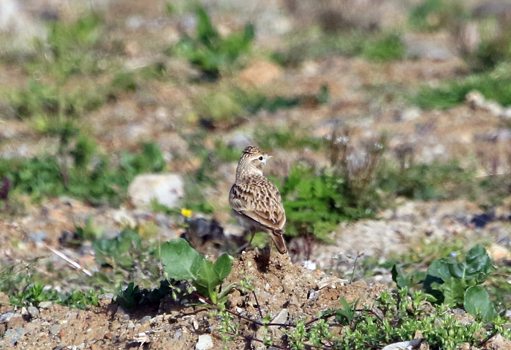 Greater Short-toed Lark