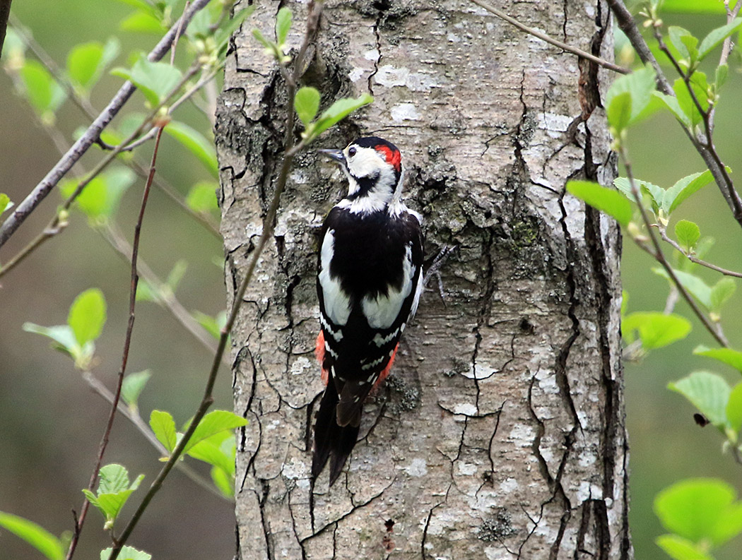 Syrian Woodpecker