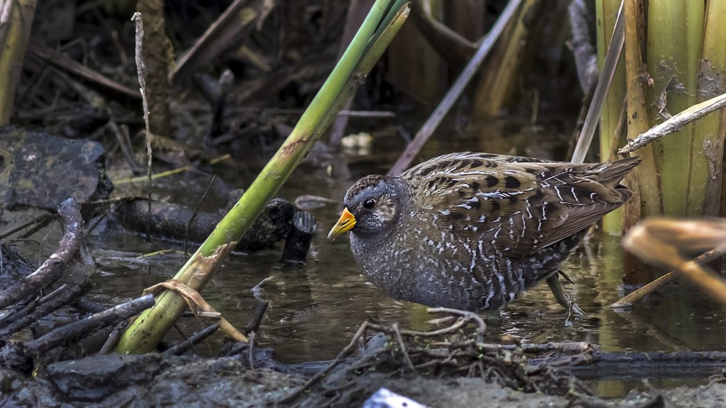 Spotted Crake