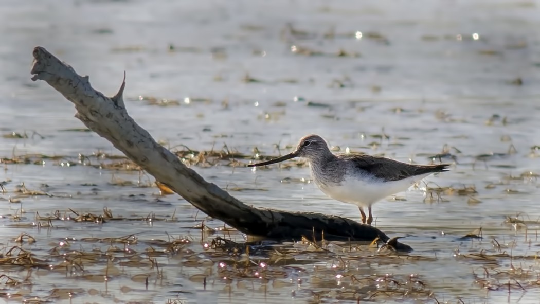 Terek Sandpiper