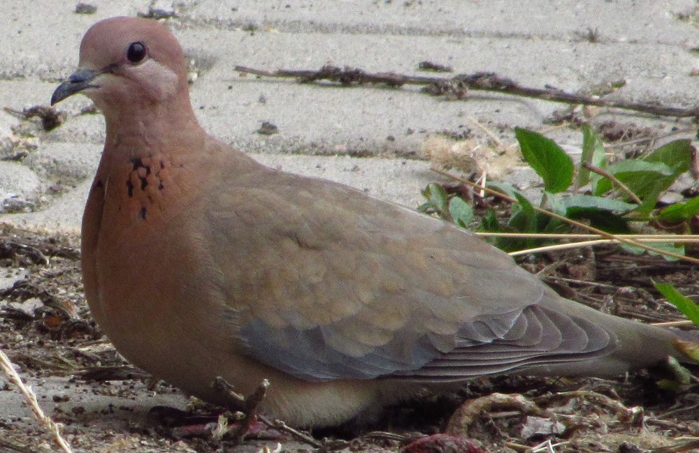 Laughing Dove