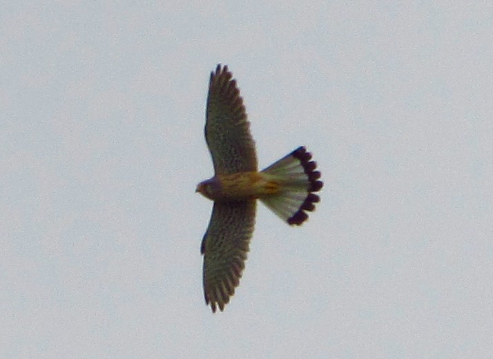 Common Kestrel