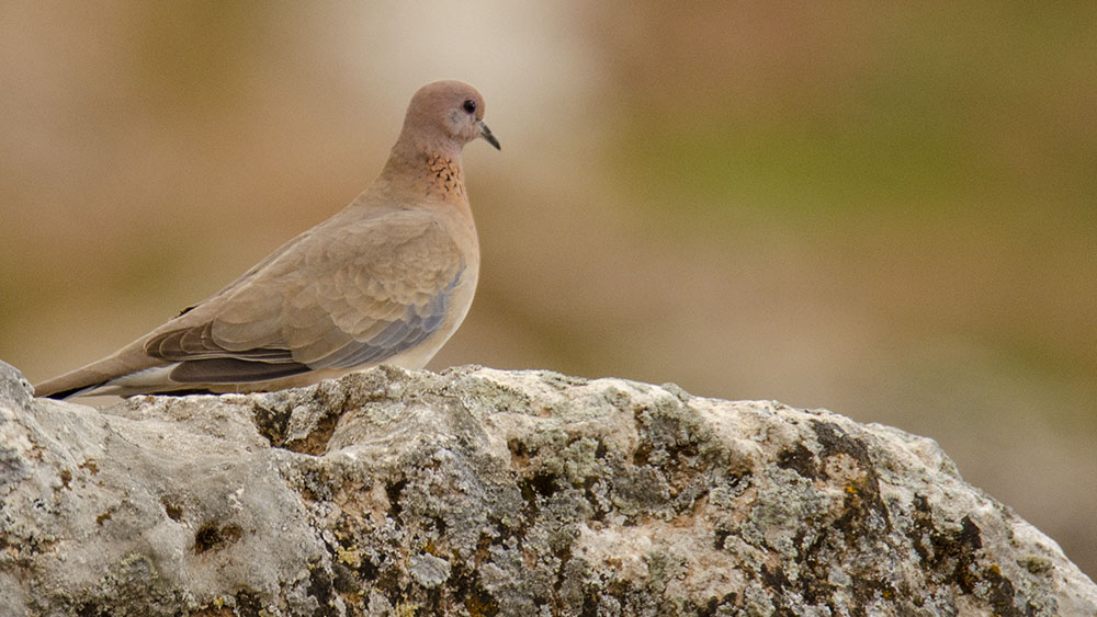 Laughing Dove