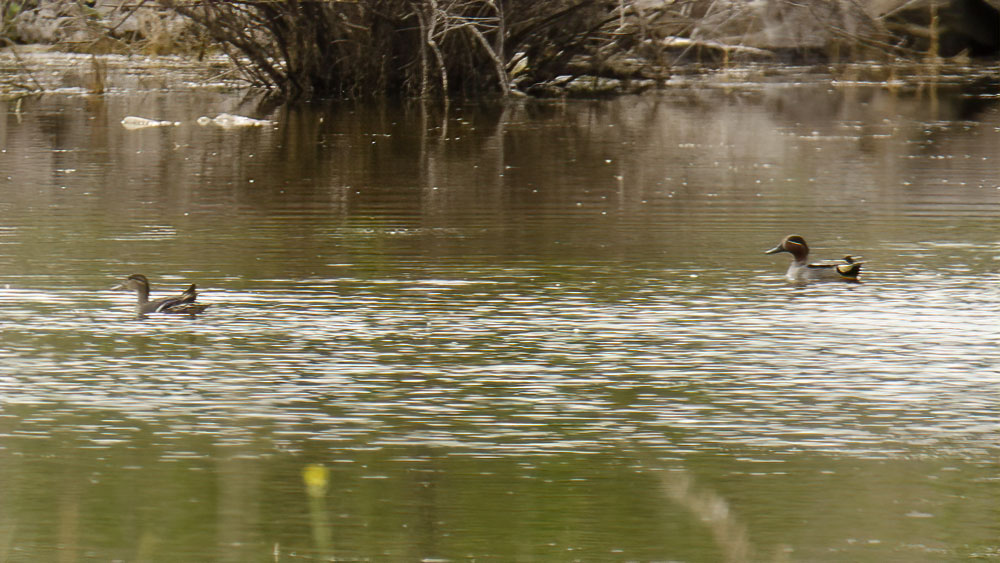 Eurasian Teal