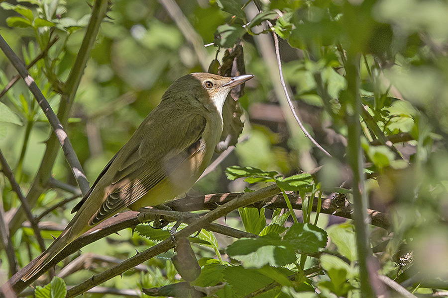 Great Reed Warbler