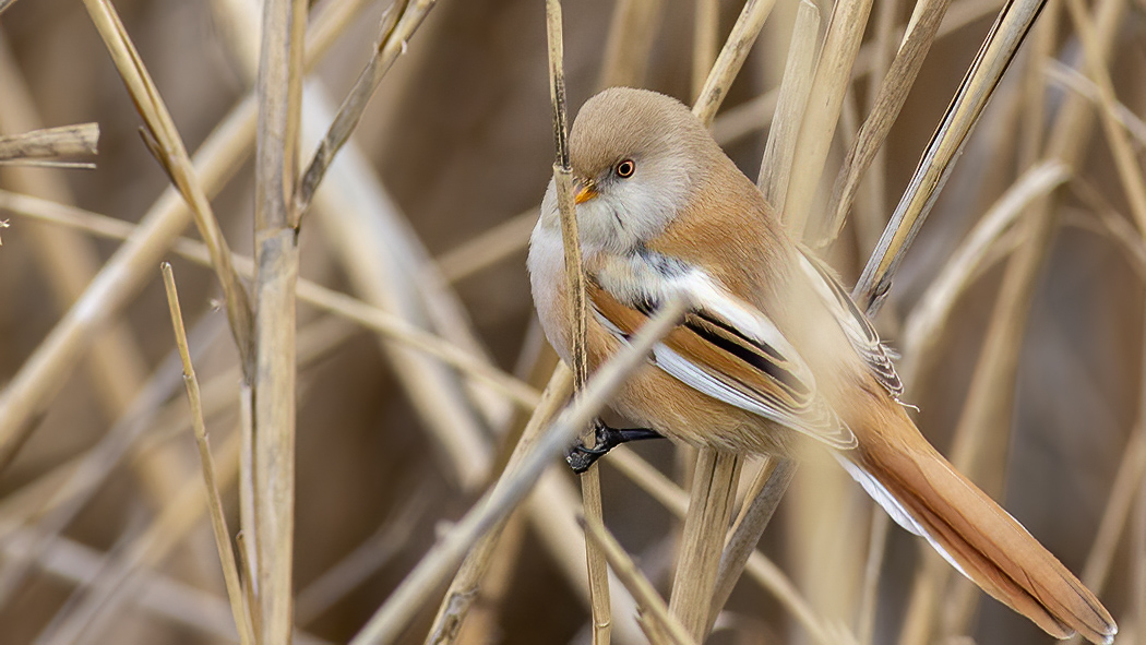 Bearded Reedling