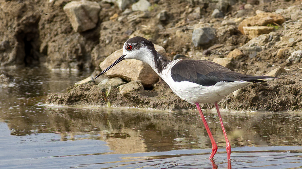 Black-winged Stilt