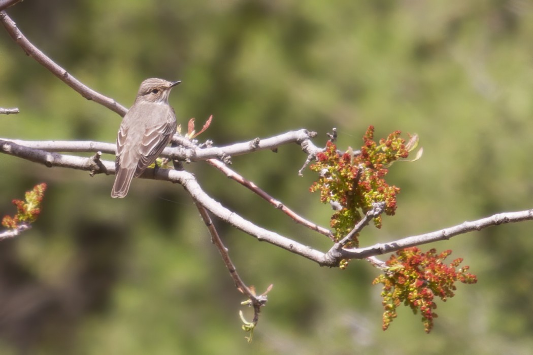 Spotted Flycatcher