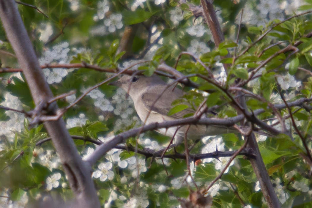 Garden Warbler
