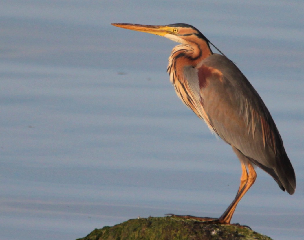 Purple Heron