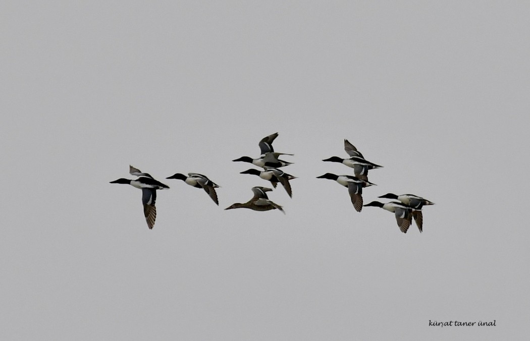Northern Shoveler
