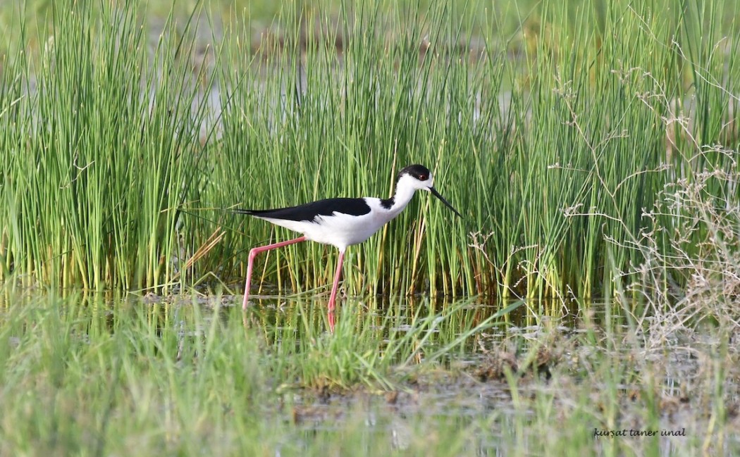 Black-winged Stilt