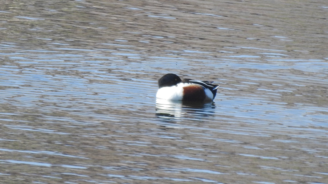 Northern Shoveler