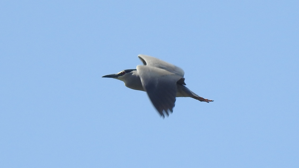 Black-crowned Night Heron
