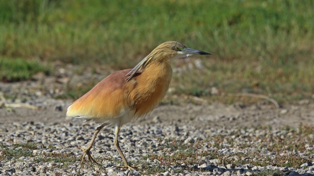 Squacco Heron