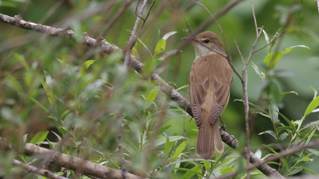 Great Reed Warbler