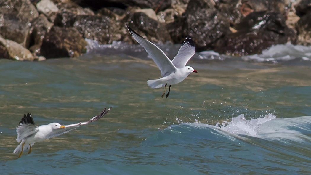 Audouin`s Gull