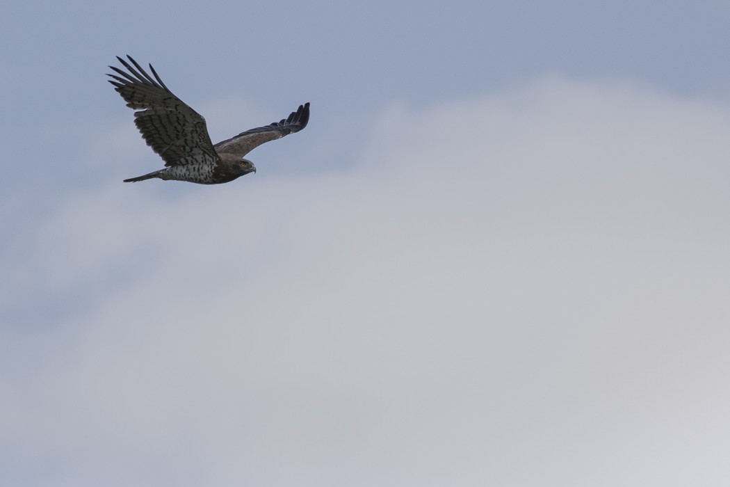 Short-toed Snake Eagle