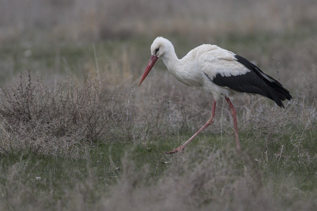 White Stork