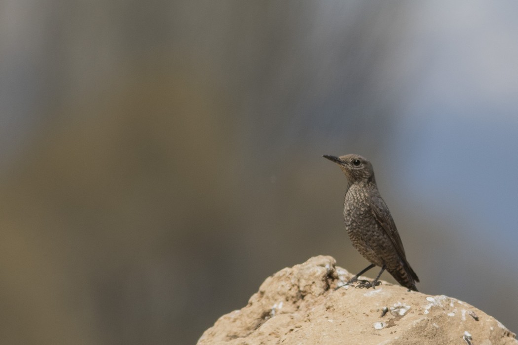 Blue Rock Thrush
