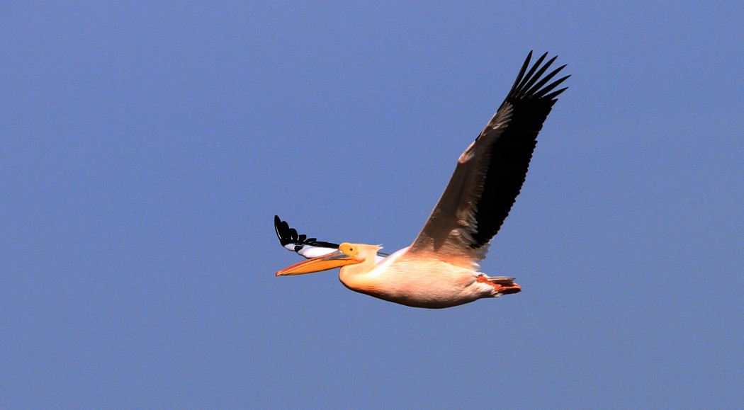 Great White Pelican