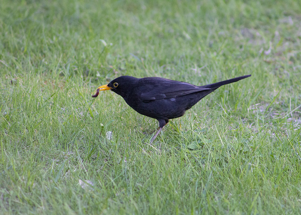 Common Blackbird