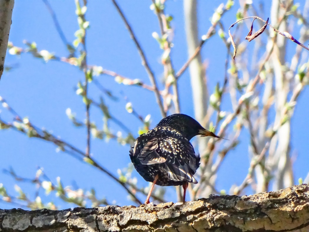 Common Starling