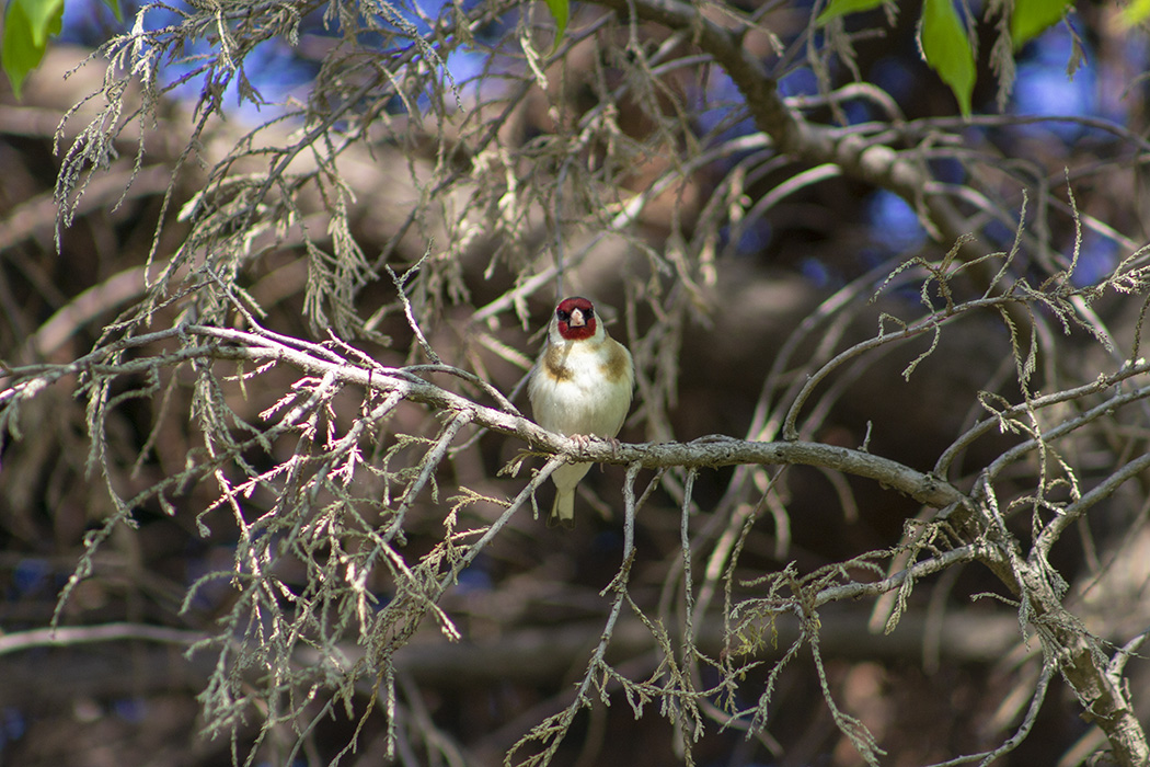 European Goldfinch