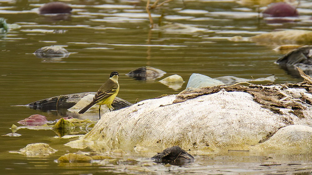 Western Yellow Wagtail