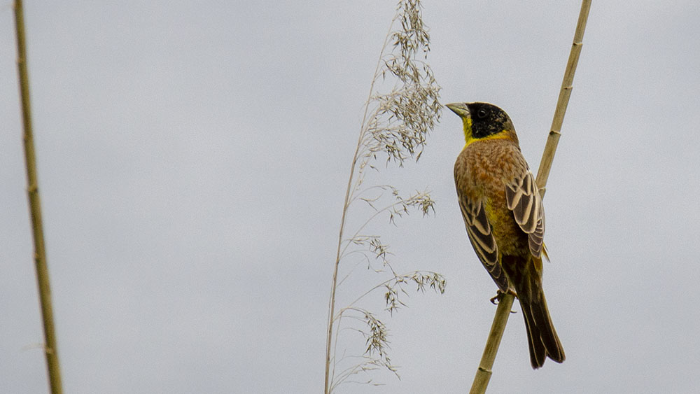 Black-headed Bunting