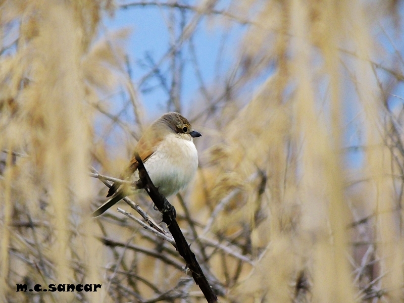Red-backed Shrike