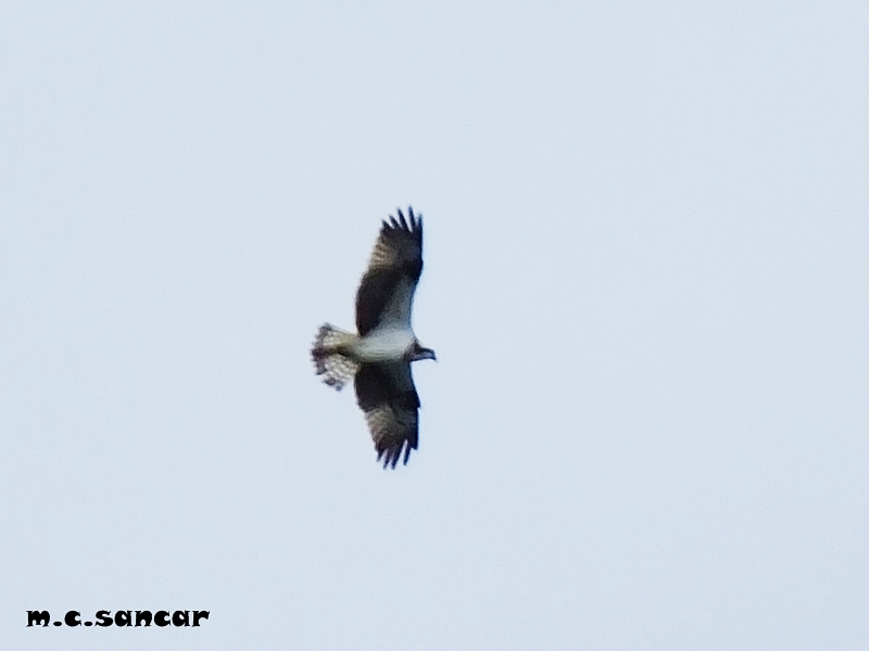 Osprey