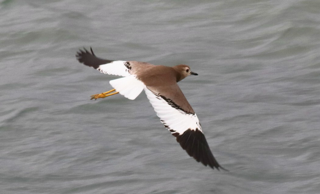 White-tailed Lapwing
