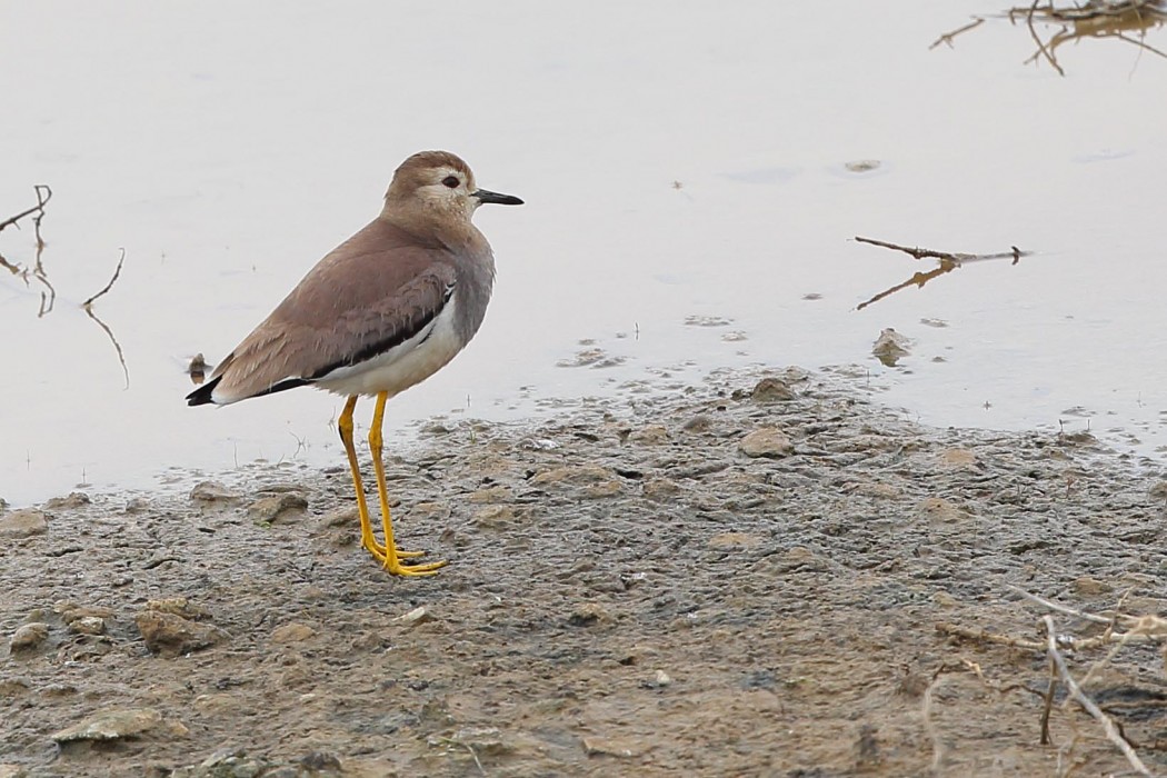 White-tailed Lapwing