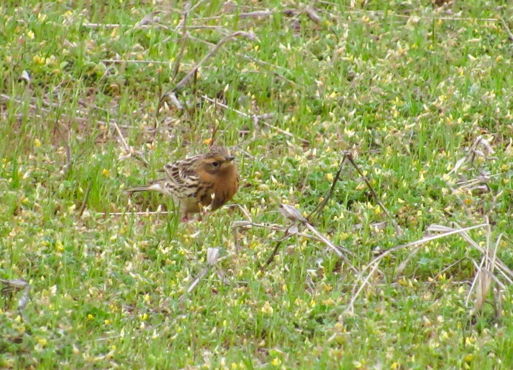 Red-throated Pipit