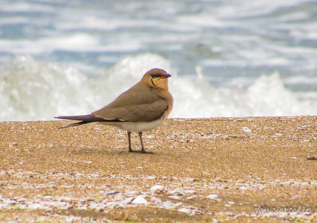 Collared Pratincole