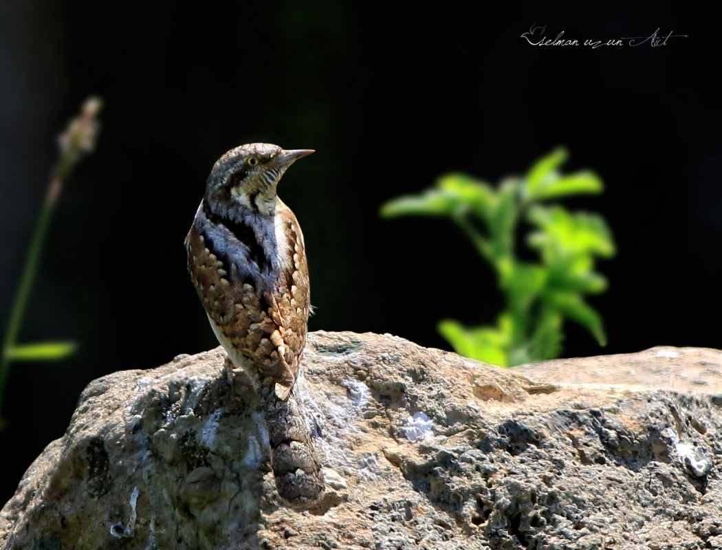 Eurasian Wryneck
