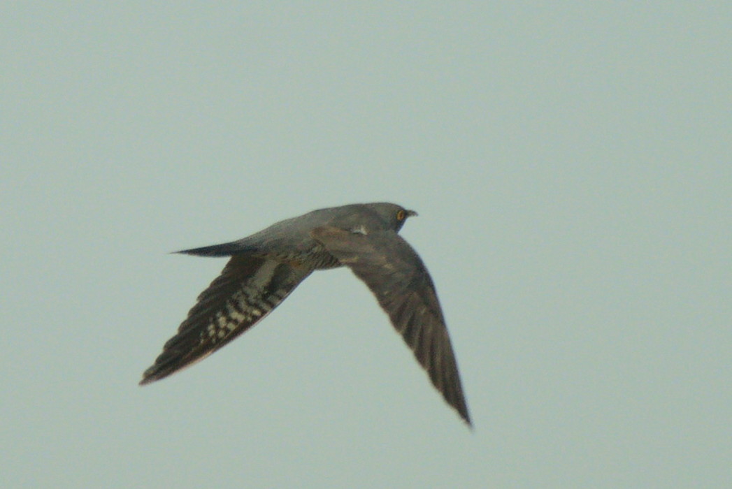 Common Cuckoo