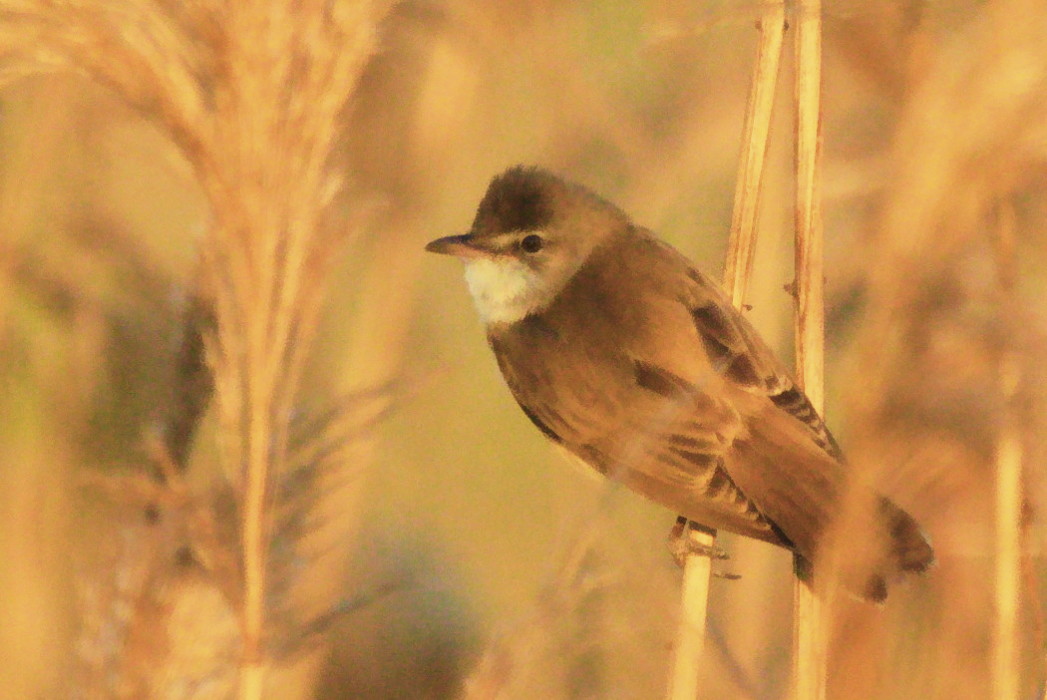 Great Reed Warbler