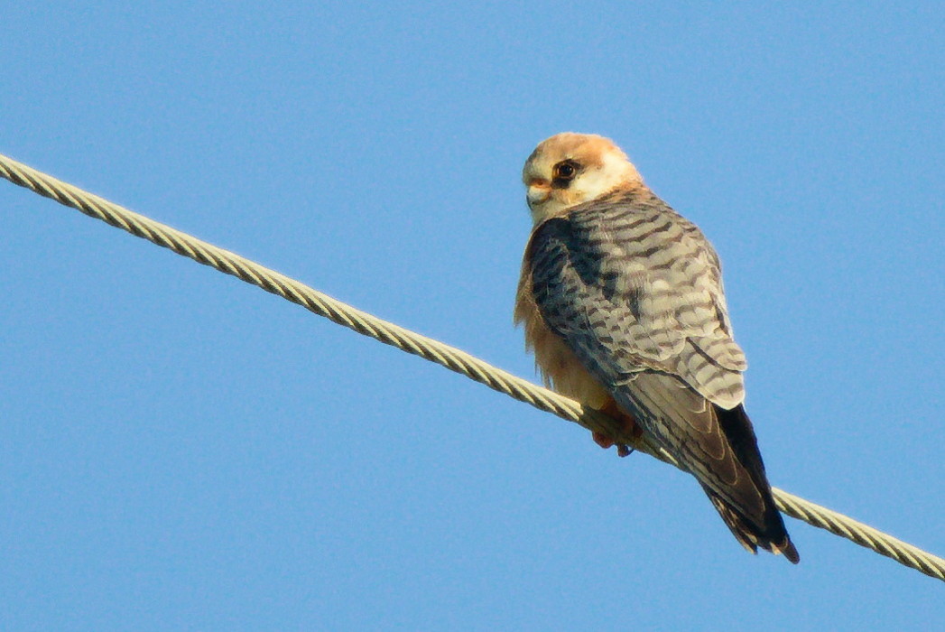 Red-footed Falcon