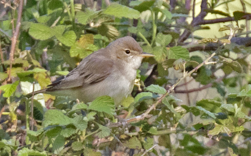 Marsh Warbler