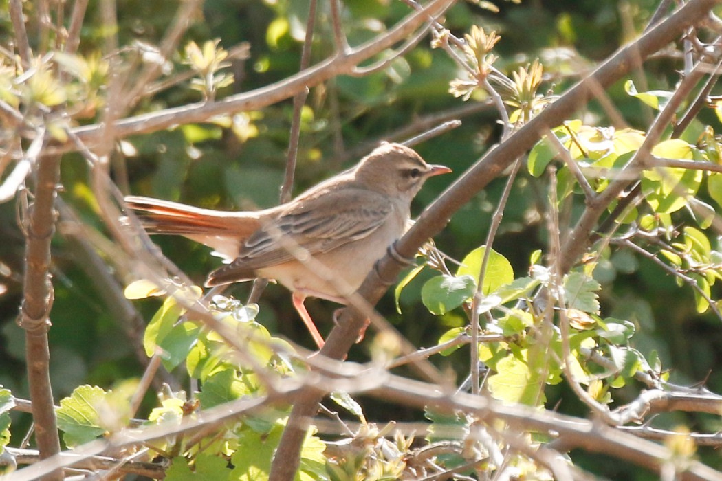 Rufous-tailed Scrub Robin