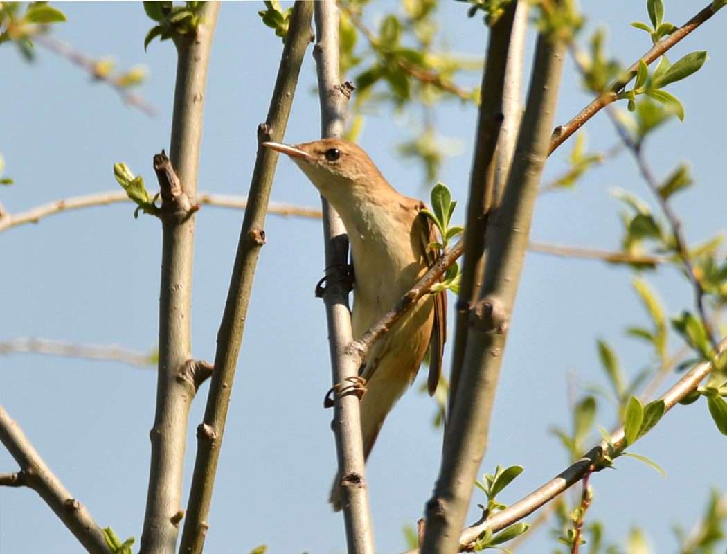 Great Reed Warbler