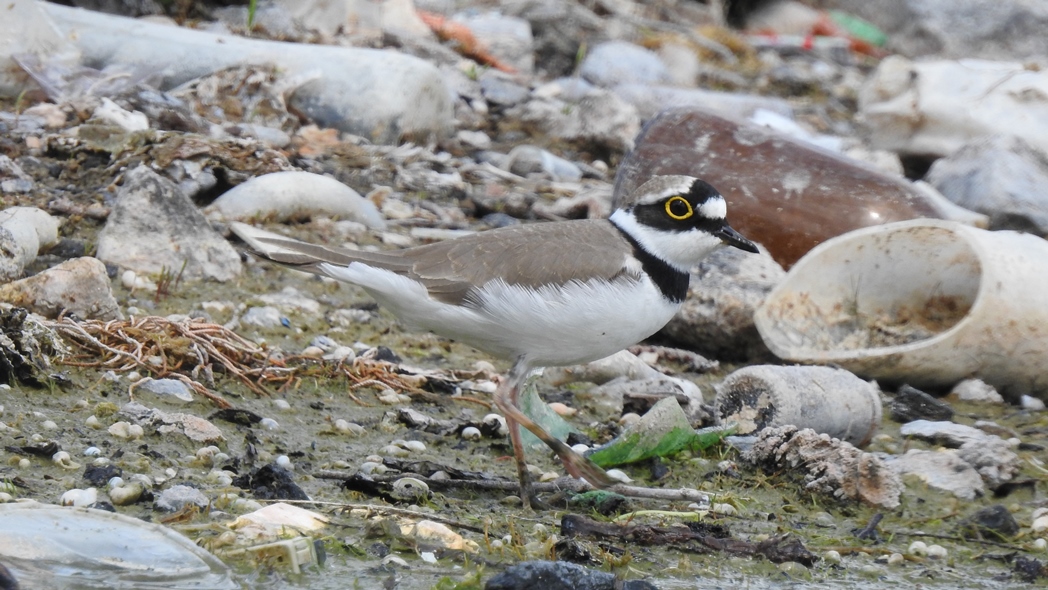 Little Ringed Plover